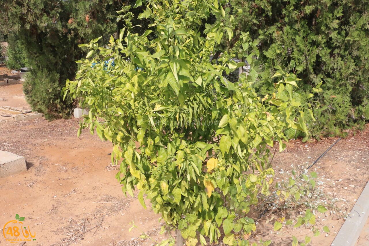 trees on tasoo (15).jpg